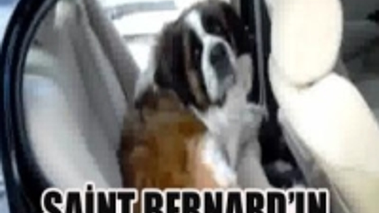 SAİNT BERNARD�IN ŞAKASI