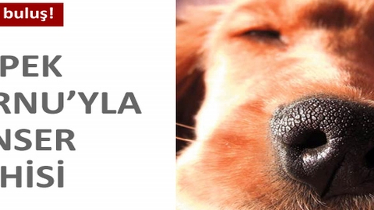 �Köpek burnu�yla kanser teşhisi