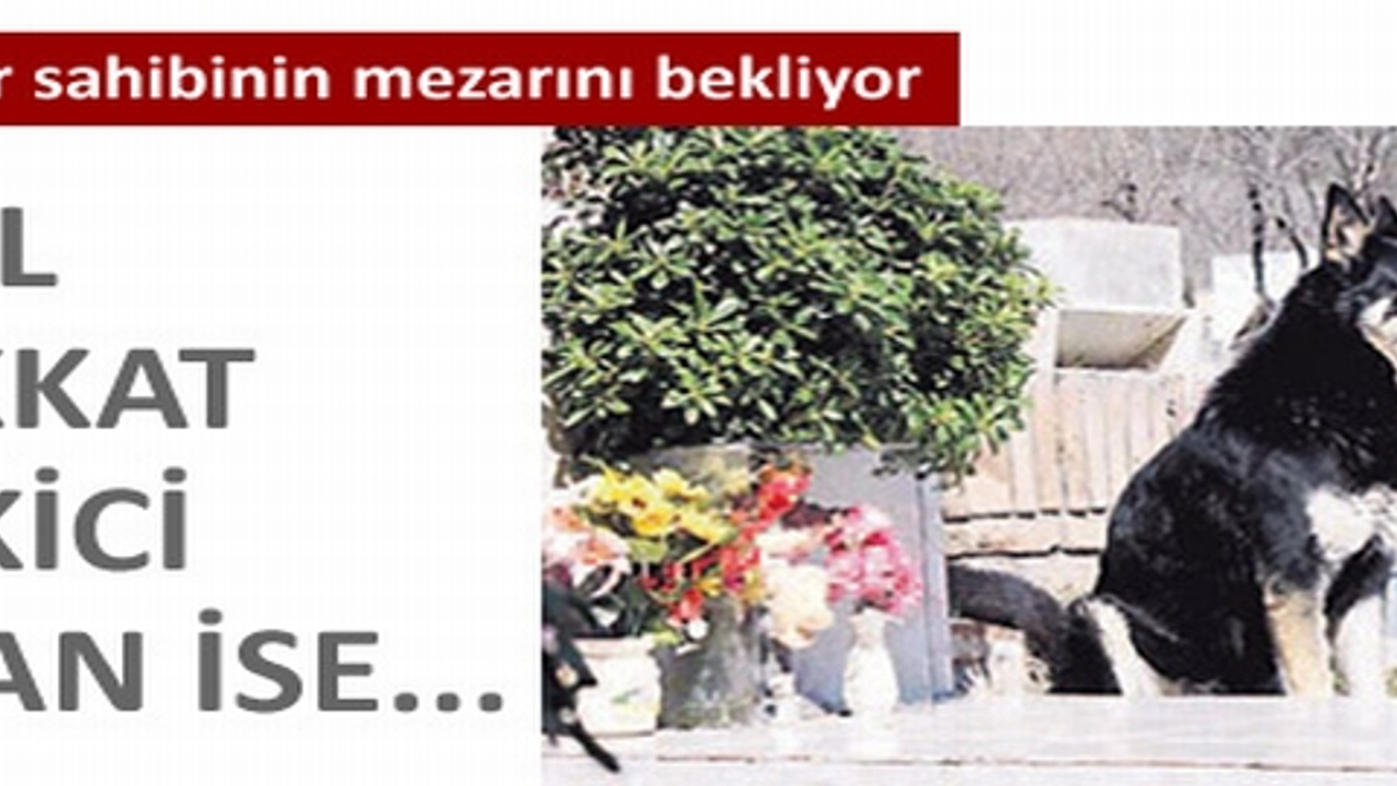 Dünyanın en sadık köpeği Capitan!..