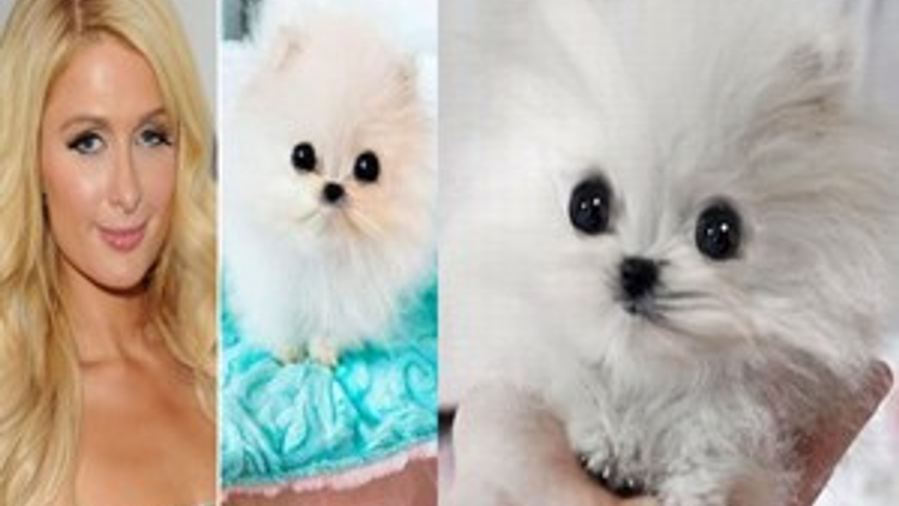 paris-hilton-un-13-bin-dolarl-k-k-pe-i-sacitaslan