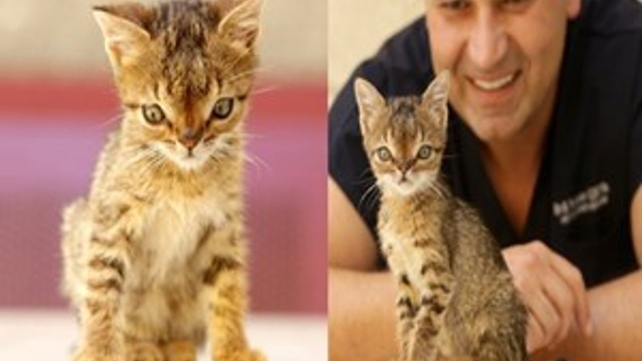 Otto, yaşamını yitirdi