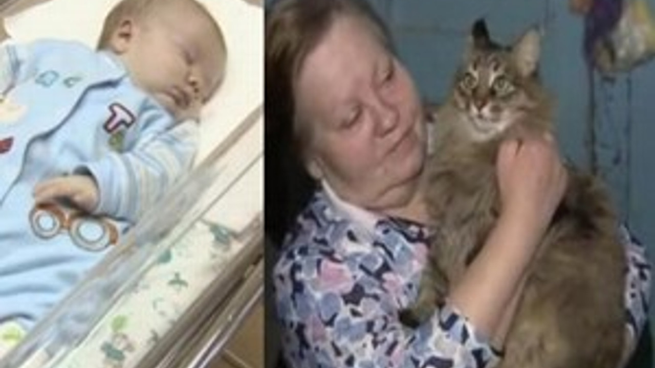 Kahraman kedi, bebeği donmaktan kurtardı!