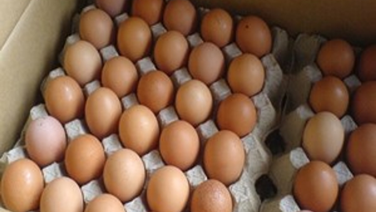 Яйцо инкубационное алтайский край купить. Инкубационное яйцо. Яйца куриные инкубационные. Инкубаторские яйца. Яйца св.