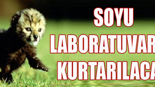 Soyu laboratuvarda kurtarılacak!..