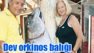 DEV ORKİNOS BALIĞI BİR OLTAYA YENİLDİ