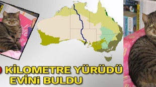 3000 kilometre yürüyen kedi evini buldu