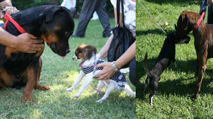 Köpek güzellik yarışması renkli anlara sahne oldu