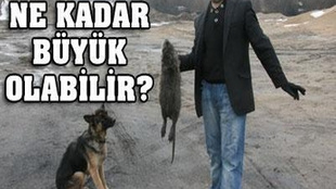 Bu kadar büyük bir fare görülmedi!..