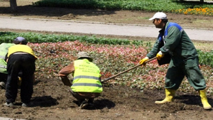 Taksim'e 50 bin çiçek dikildi