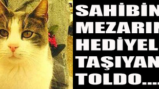 Sahibinin mezarına hediye taşıyan Toldo!