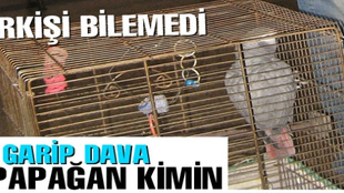 Bitmeyen papağan davası!..