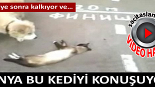 Ölü numarası yapan kedi!