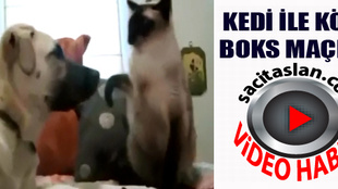 Kediyle köpeğin boks maçı