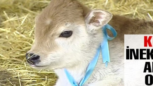 Dünyanın ilk klon inekleri anne oldu