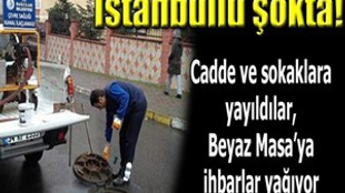 İstanbul'u 'kedi büyüklüğünde' fareler bastı!..