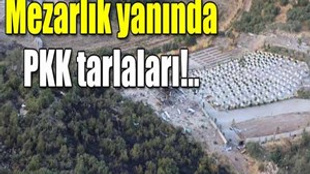 Mezarlığın yanında PKK tarlaları!..