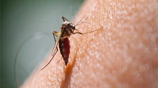 Sivrisinekler hep sizi seçiyorsa, dikkat!..