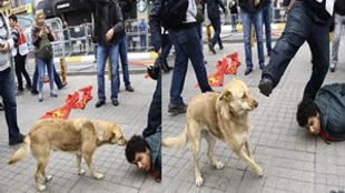 Polisten sokak köpeğine tekme!