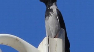 Sakarya'da yeni bir kuş türü görüldü