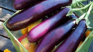 Cilt kanserine patlıcan önlemi