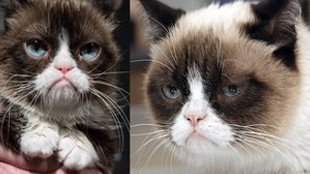İnternetin göz bebeği Grumpy Cat öldü!