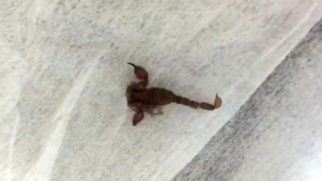Uyurken akrep soktu, hastaneye kaldırıldı!