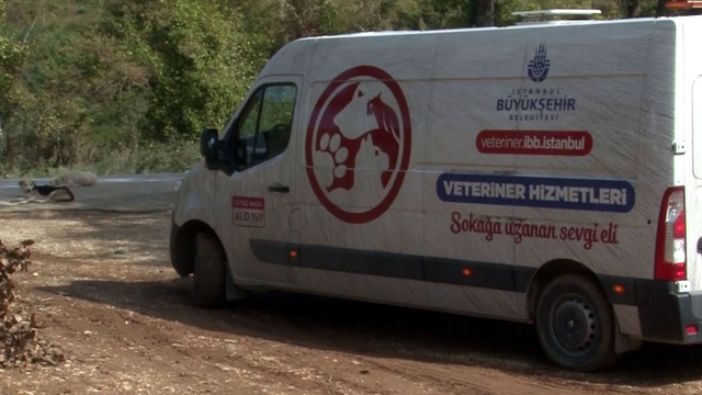 Sahipsiz köpeklerin yardımına hayvanseverler yetişti