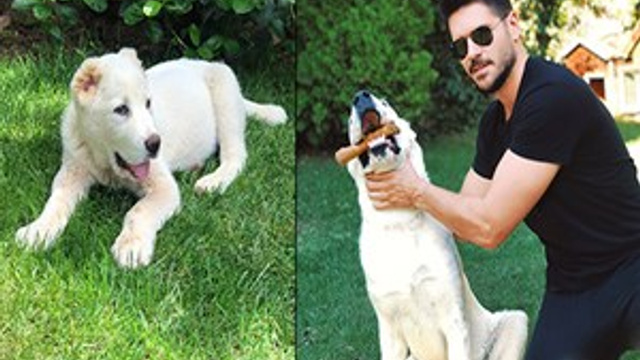 Tolgahan Sayışman'ın sevimli çoban köpeği