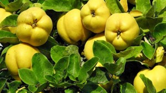Vitamin deposu ayvayı ihmal etmeyin!