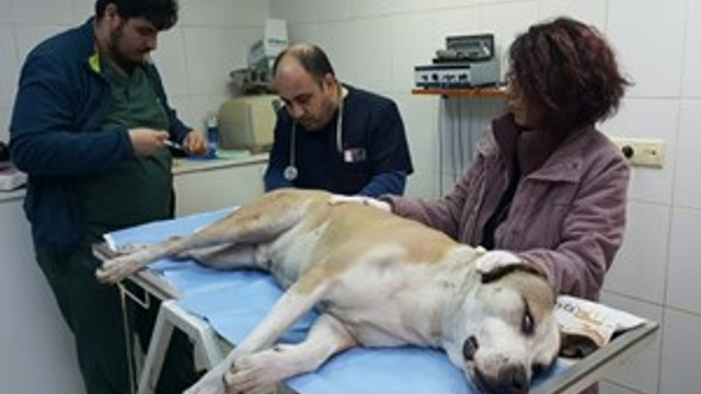Fatih'te tacize uğrayan sokak köpeği koruma altına alındı