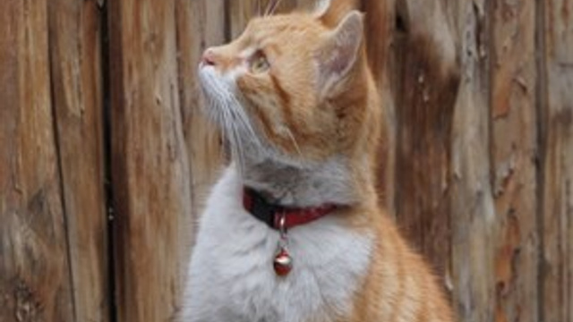 Efe isimli kedi zekasıyla hayran bırakıyor