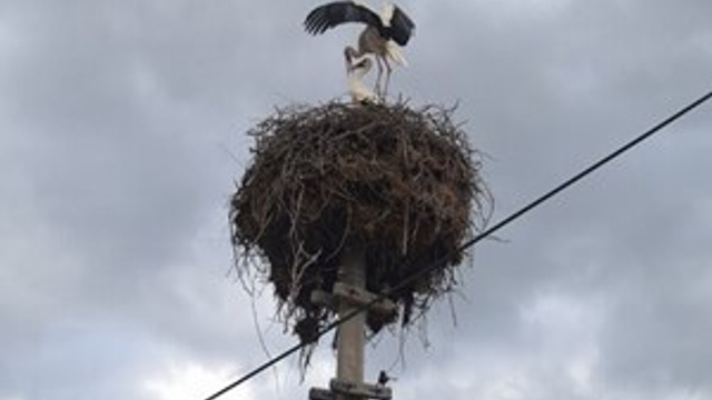 Baharın müjdecisi leylekler Alaşehir'e geldi