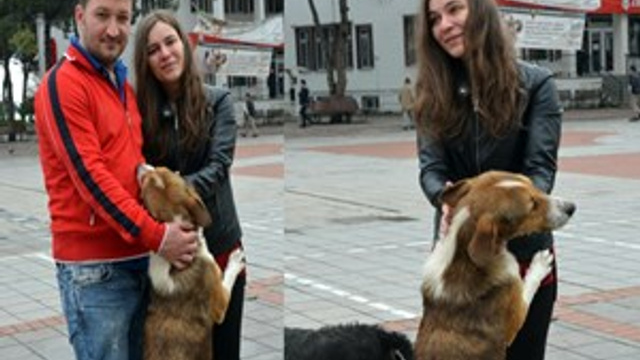 Sokak köpekleri, hayvansever çifte koştu