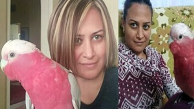 Papağanını bulana bin lira ödül verecek