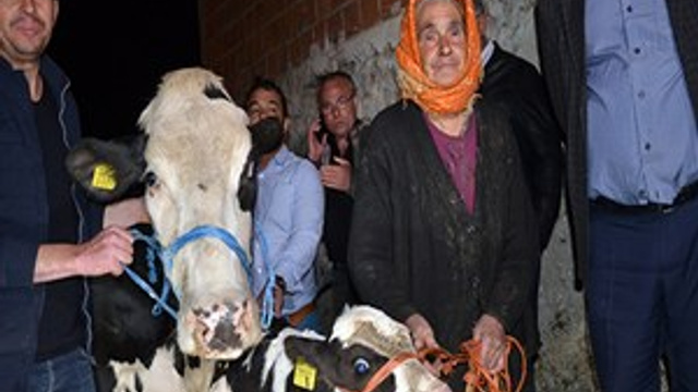 İneğinin arkasından gözyaşı döken nine için Bakanlık harekete geçti