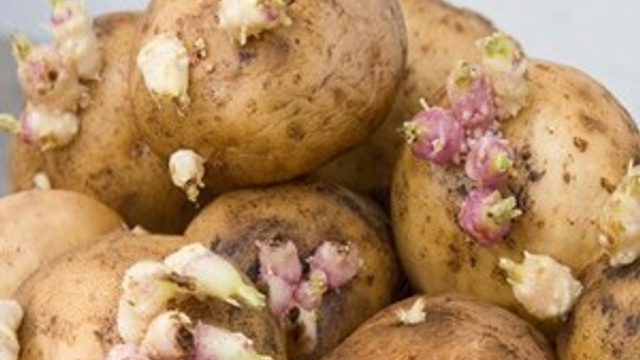 Dikkat!.. Filizlenen patates öldürebilir!