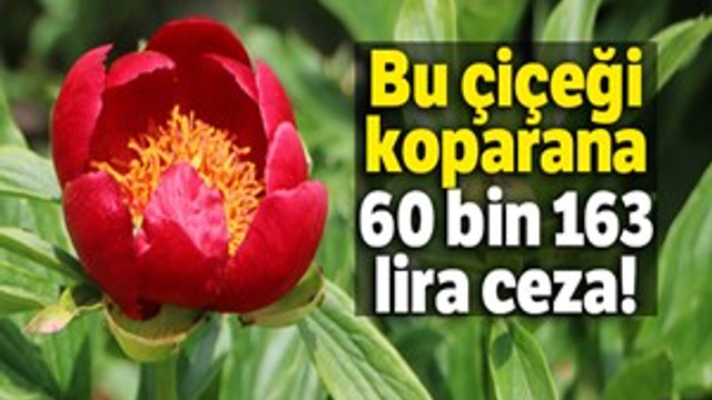 ‘Ayı Gülü'nü koparana 60 bin 163 lira ceza