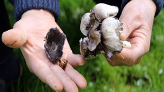 Mantar zehirlenmelerine dikkat!