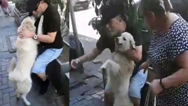 Kayıp köpek sahibine kavuştu