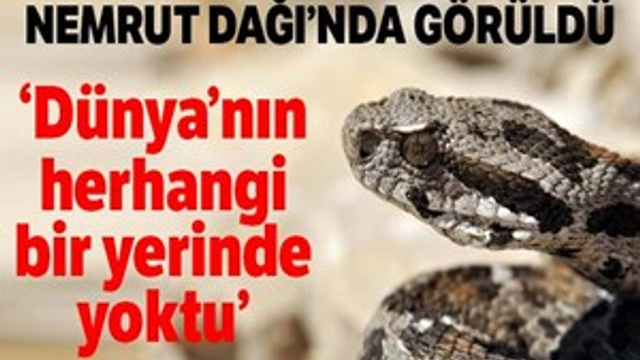 Nesli tehlikede olan yılan Nemrut Dağı'nda görüldü