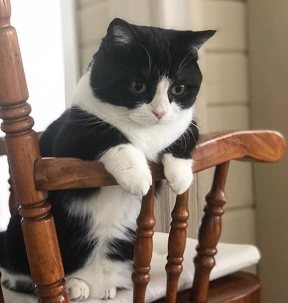Kısa bacaklı kedi Instagram�da fenomen oldu!