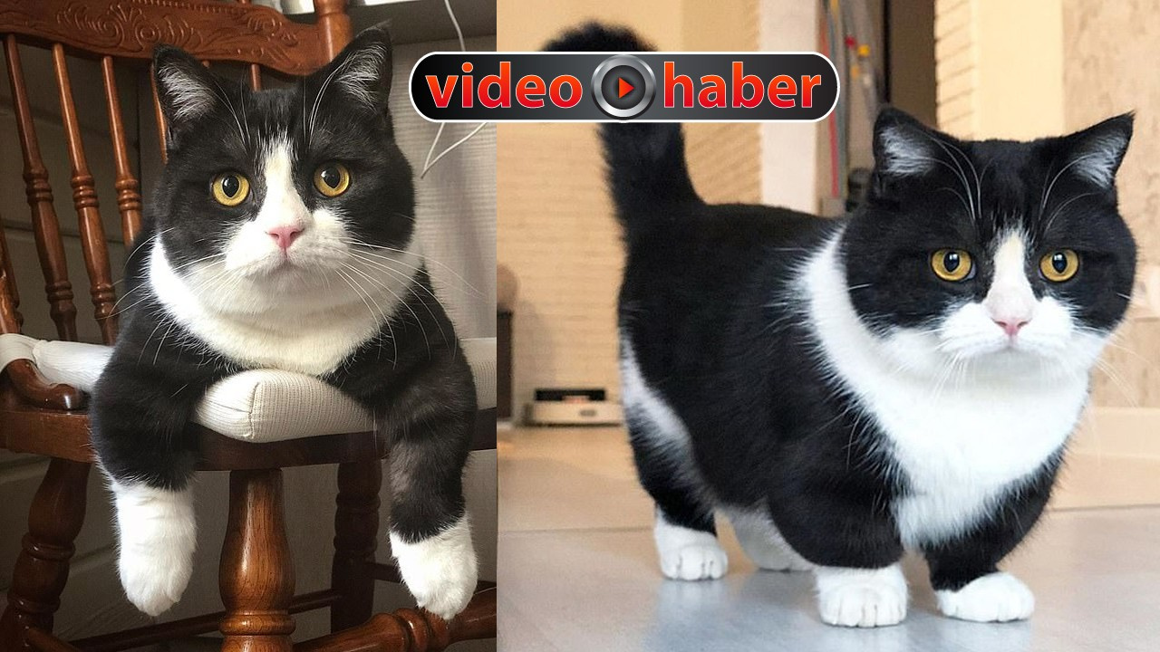 Kısa bacaklı kedi Instagram�da fenomen oldu!