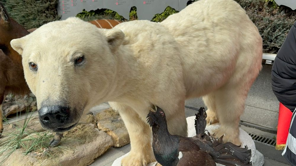 85 yaşındaki avcının "kaçak hayvan müzesi" şoke etti